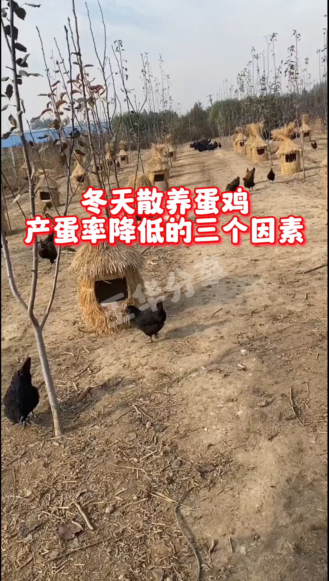 散养蛋鸡冬天产蛋率下降