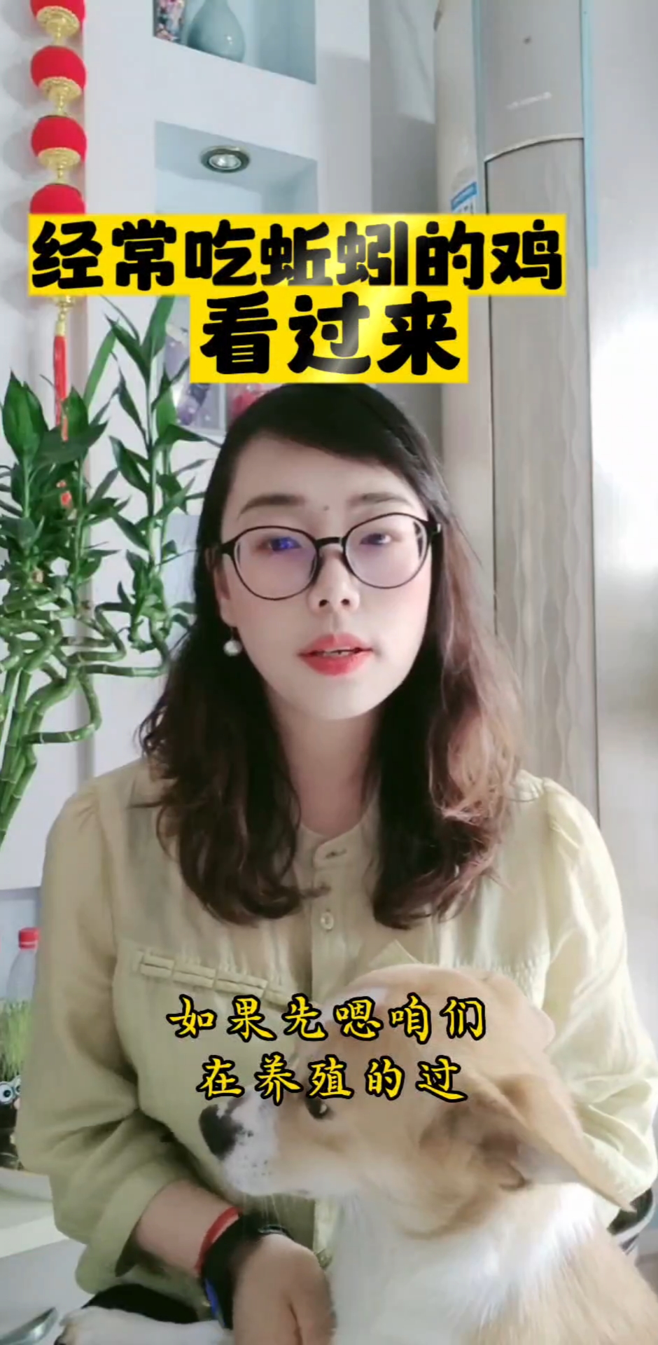 鸡吃蚯蚓的潜在危害,盲肠肝炎