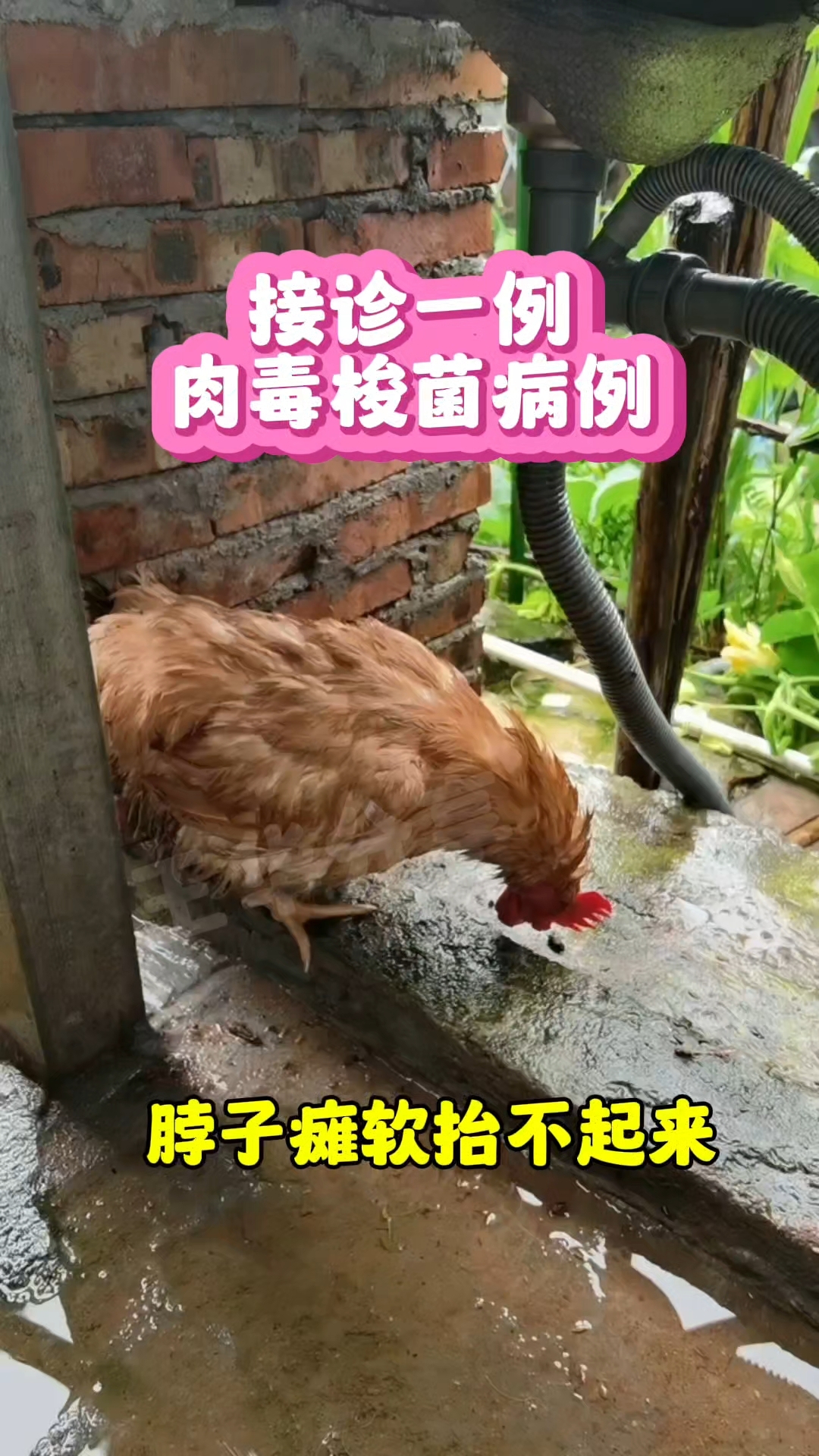 夏天养鸡要特别注意这个问题,肉毒梭菌-脖子瘫软