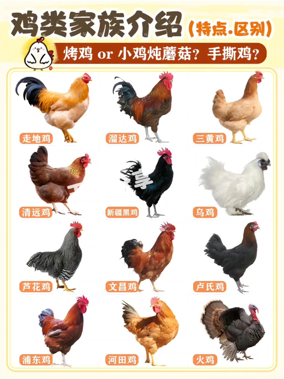 鸡的品种你知道多少?