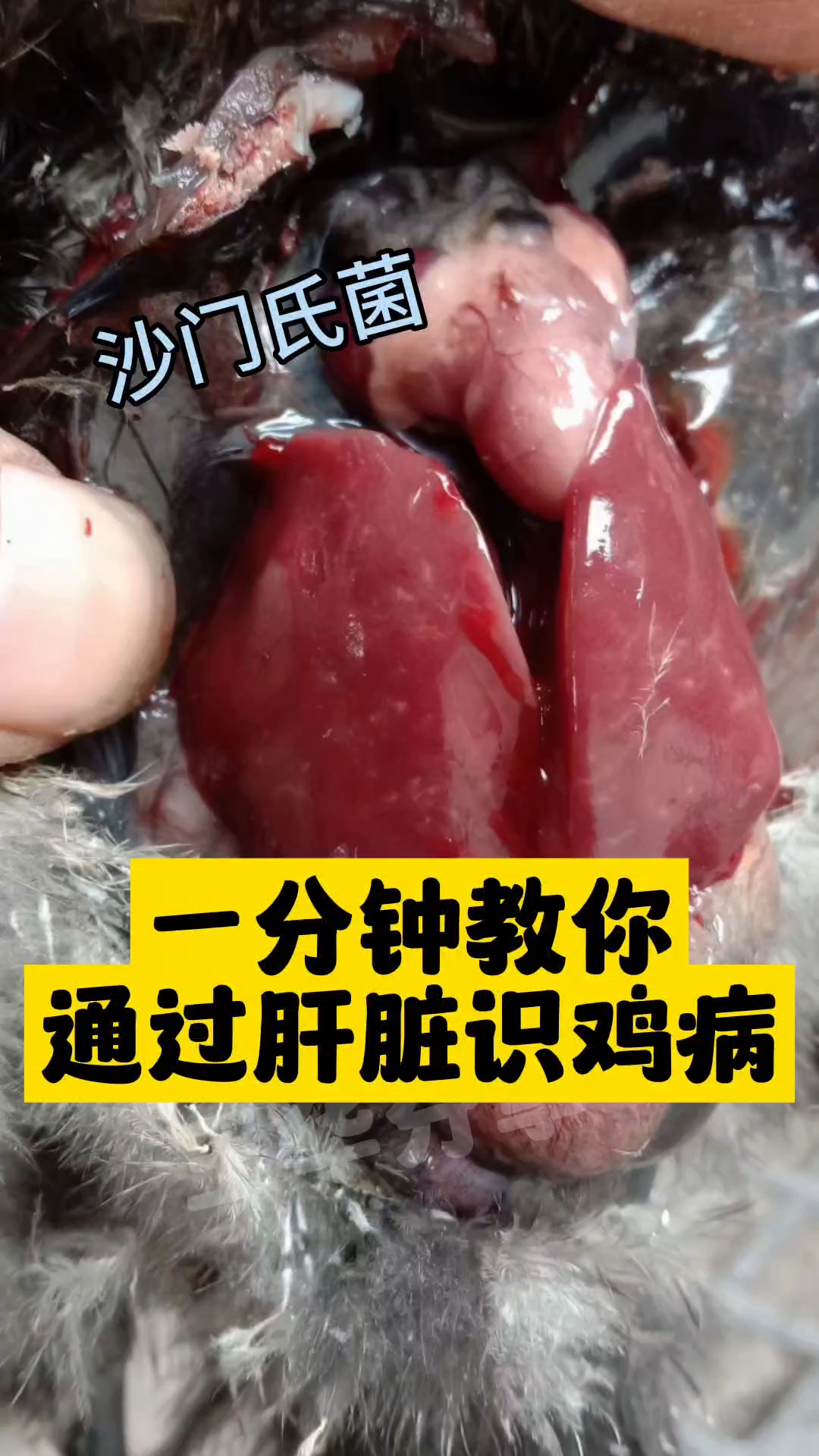 一分钟教你通过肝脏识鸡病
