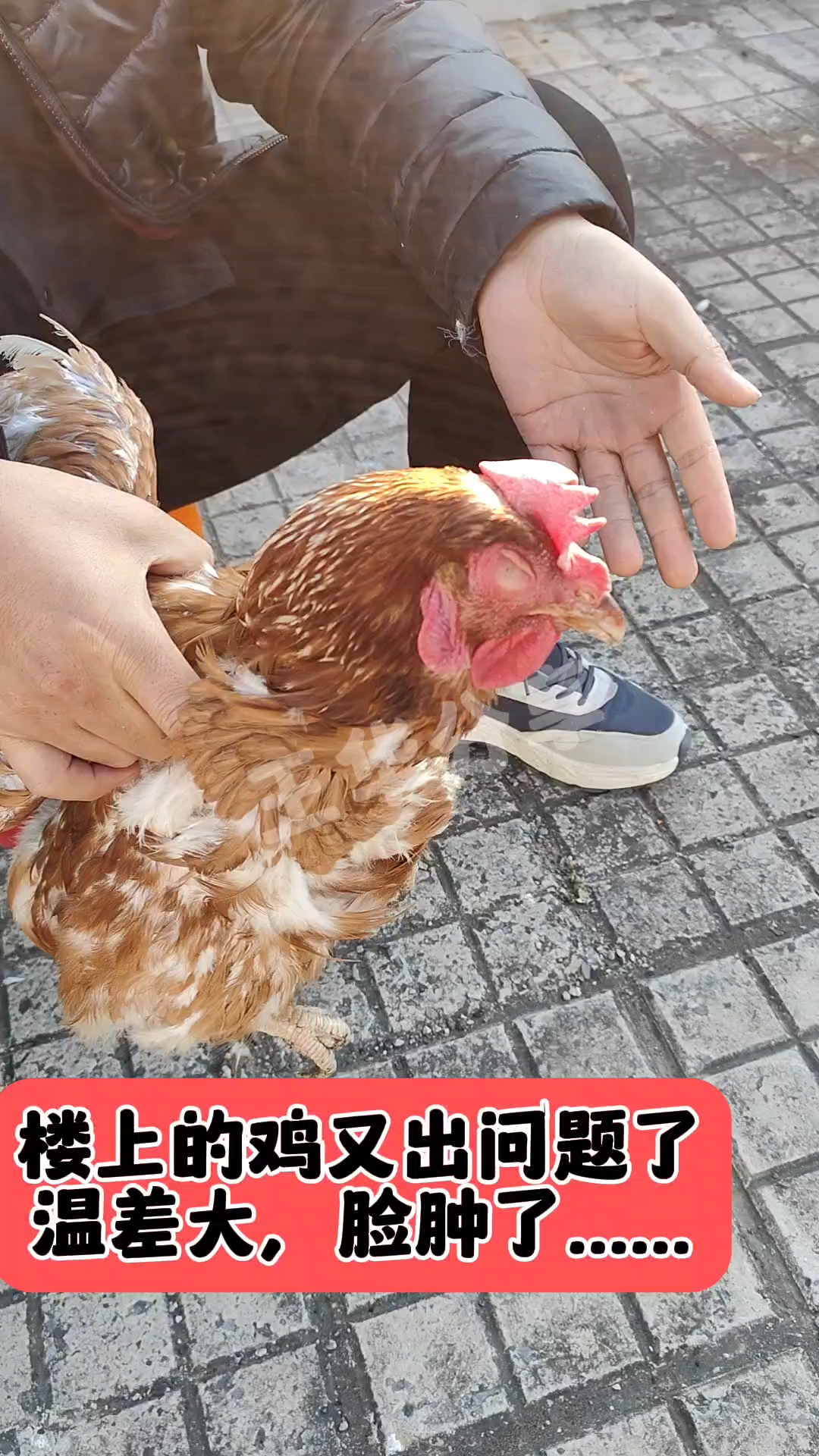 温差大,鸡脸肿了