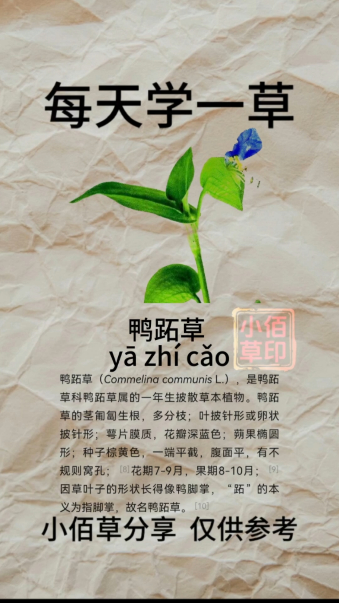 鸭跖草别名:碧竹子、碧蟾蜍、竹叶草、竹节草、竹节菜、鸭鹊草、