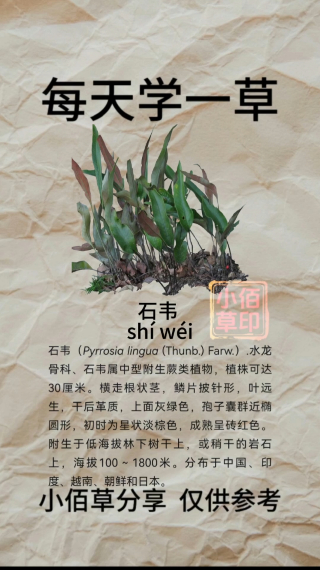 石韦别名:小石韦、化石草、金星草、石兰、石樜、石皮、生扯拢、