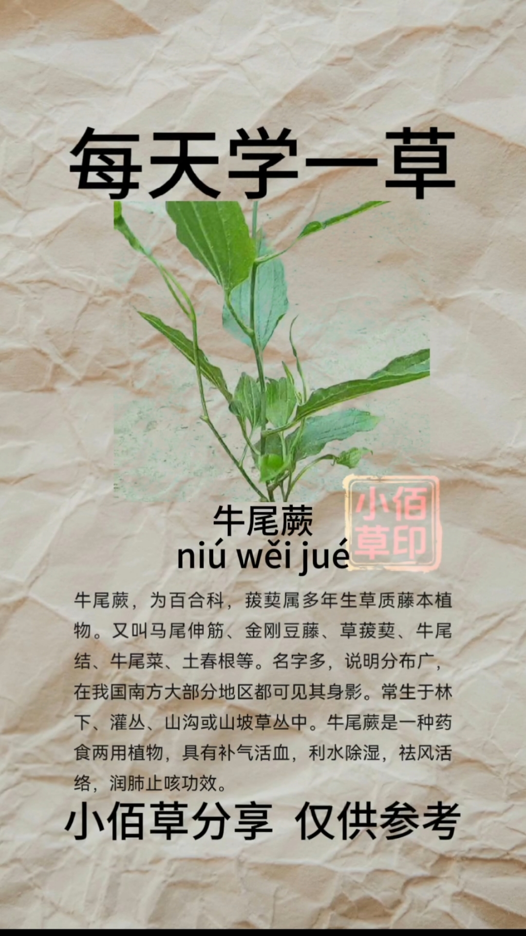 牛尾蕨别名有:马尾伸筋、金刚豆藤、草菝葜、牛尾结、牛尾菜、
