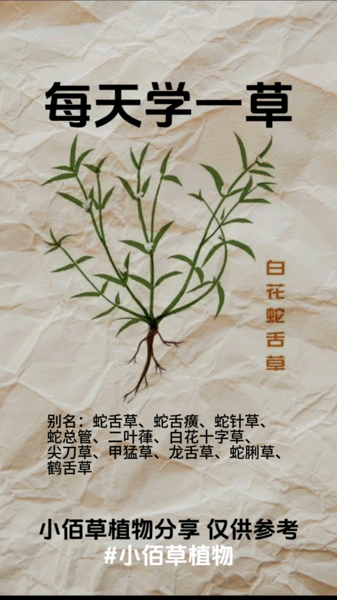 【别名】蛇舌草、蛇舌癀、蛇针草、蛇总管、二叶葎、白花十字草、
