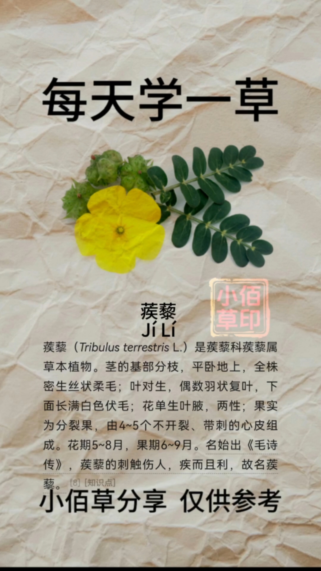 蒺藜【别名】刺蒺藜、白蒺藜、蒺藜子、硬蒺藜