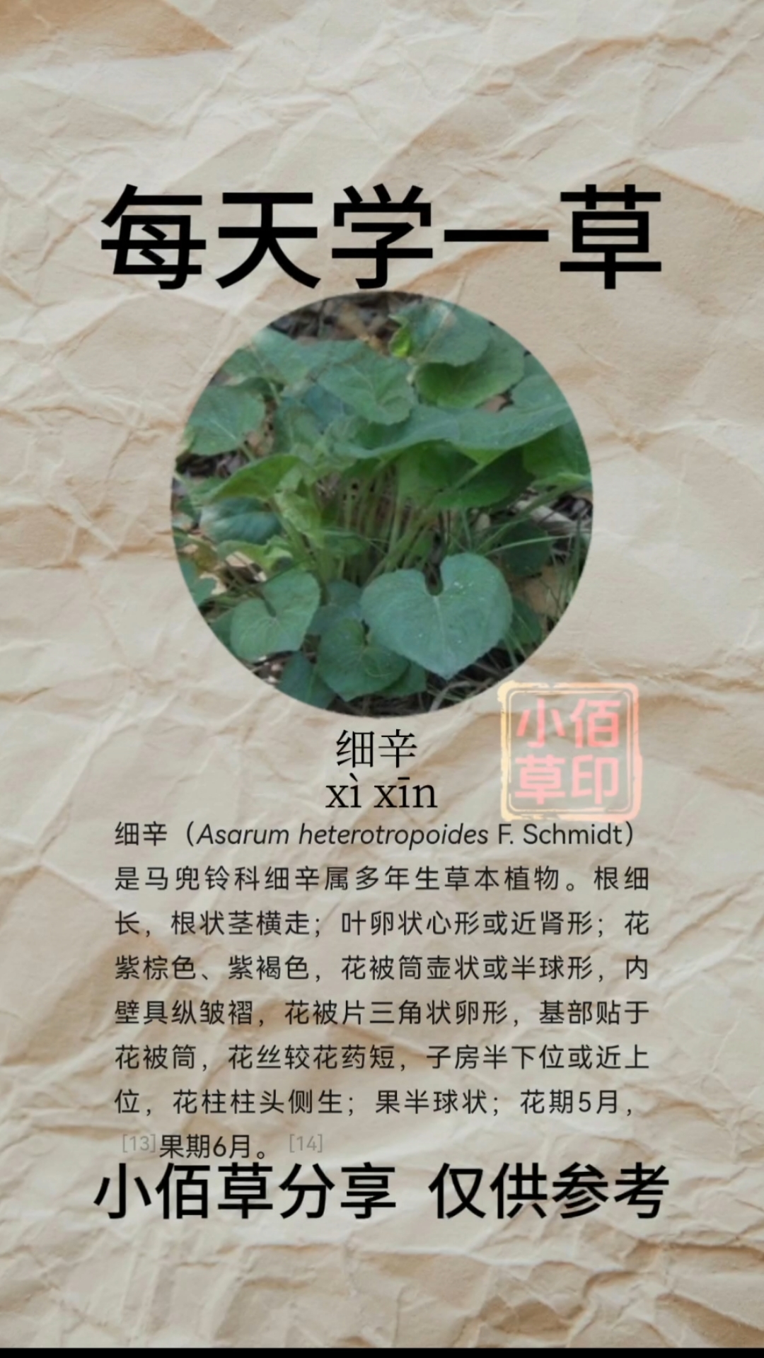 细辛别名:小辛、细草、少辛、细条、绿须姜、独叶草、金盆草、