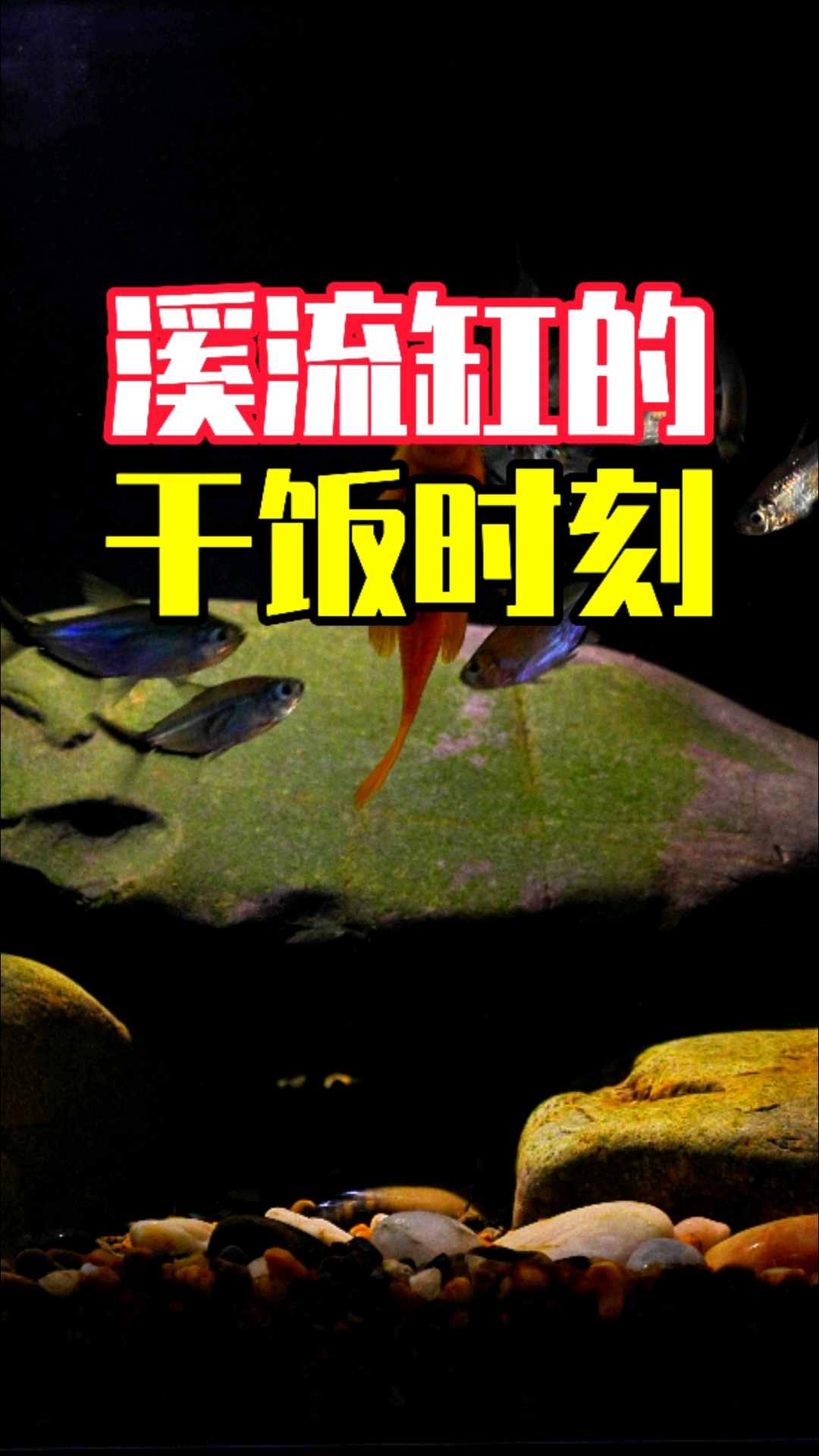 溪流缸里的清晨,黄金胡子像大哥一样带着一群黑尾大勾咔咔滴干饭