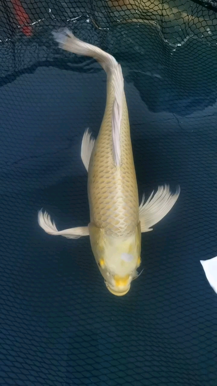 黄金龙凤观赏鱼,