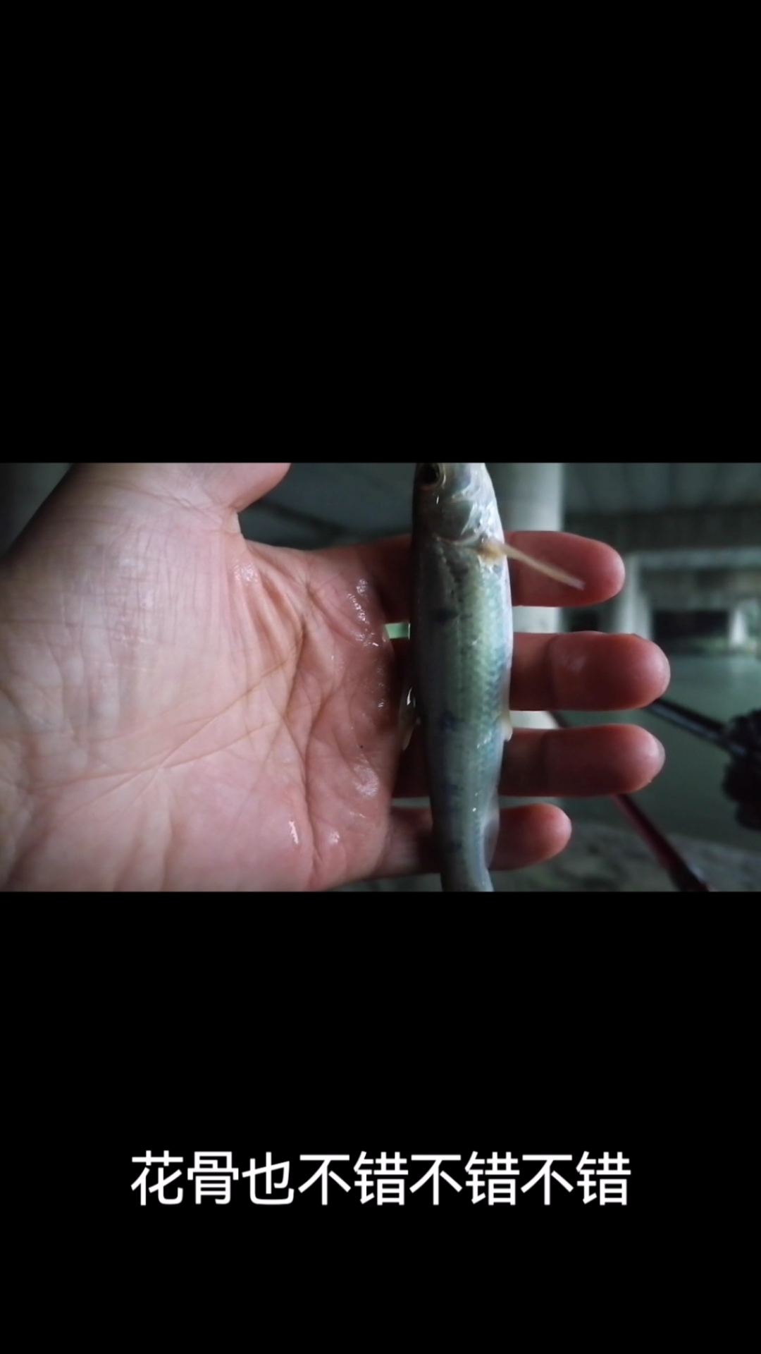 秋日野钓:今年溪流,钓一次少一次,再次邂逅花骨鱼