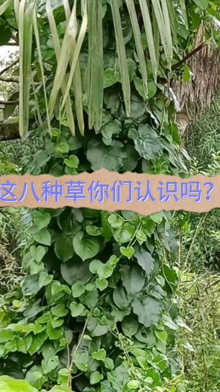#三农#养生本草#