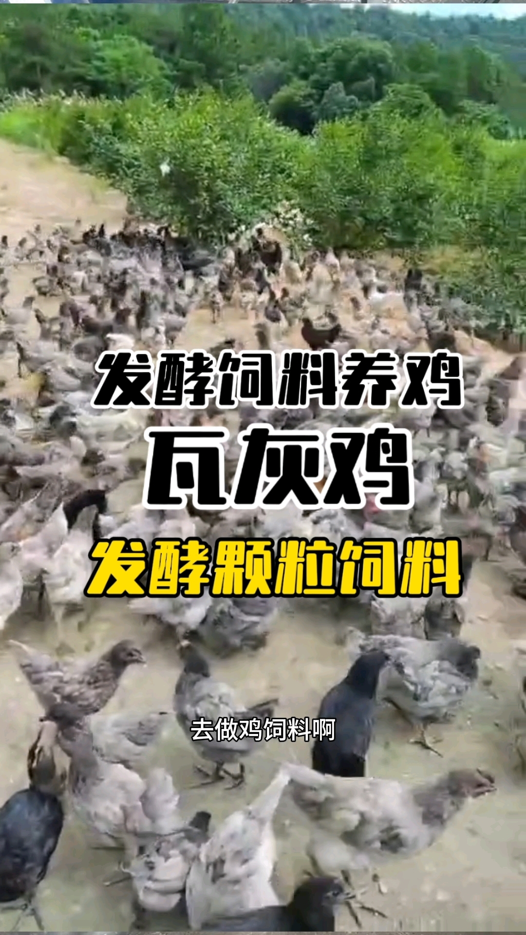 瓦灰鸡高端养殖，发酵饲料来养鸡，提高免疫养鸡不生病