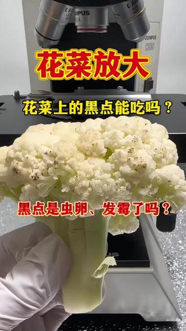 应粉丝要求,把花菜上的黑点放大看看,究竟是什么?#花菜 #蔬菜#健康#科普#显微镜下的世界