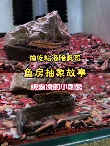 关于刺鳅定水的故事 养鱼日记 原生鱼