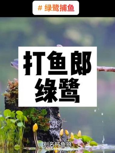 这种鸟类名叫绿鹭,别名打鱼郎、(学名:Butorides striata):是鹳形目鹭科绿