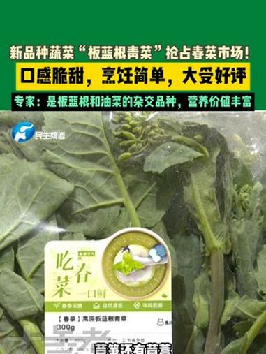 2月24日,河南郑州,新品种蔬菜“板蓝根青菜”抢占春菜市场!口感脆甜,烹饪简单,大受好评,