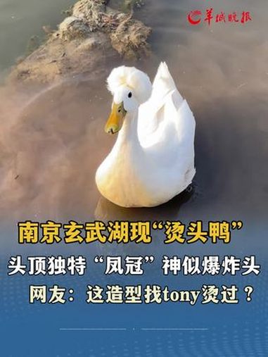 南京玄武湖现“烫头鸭” 头顶独特 “凤冠” 神似爆炸头 网友:这造型找tony烫过?来源: