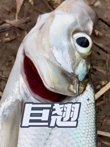 风筝钓组今天站起来了，巨翘一尾，没人再说这条鱼小了吧？今天风筝钓组，5克铅漂流水闸口，饵到