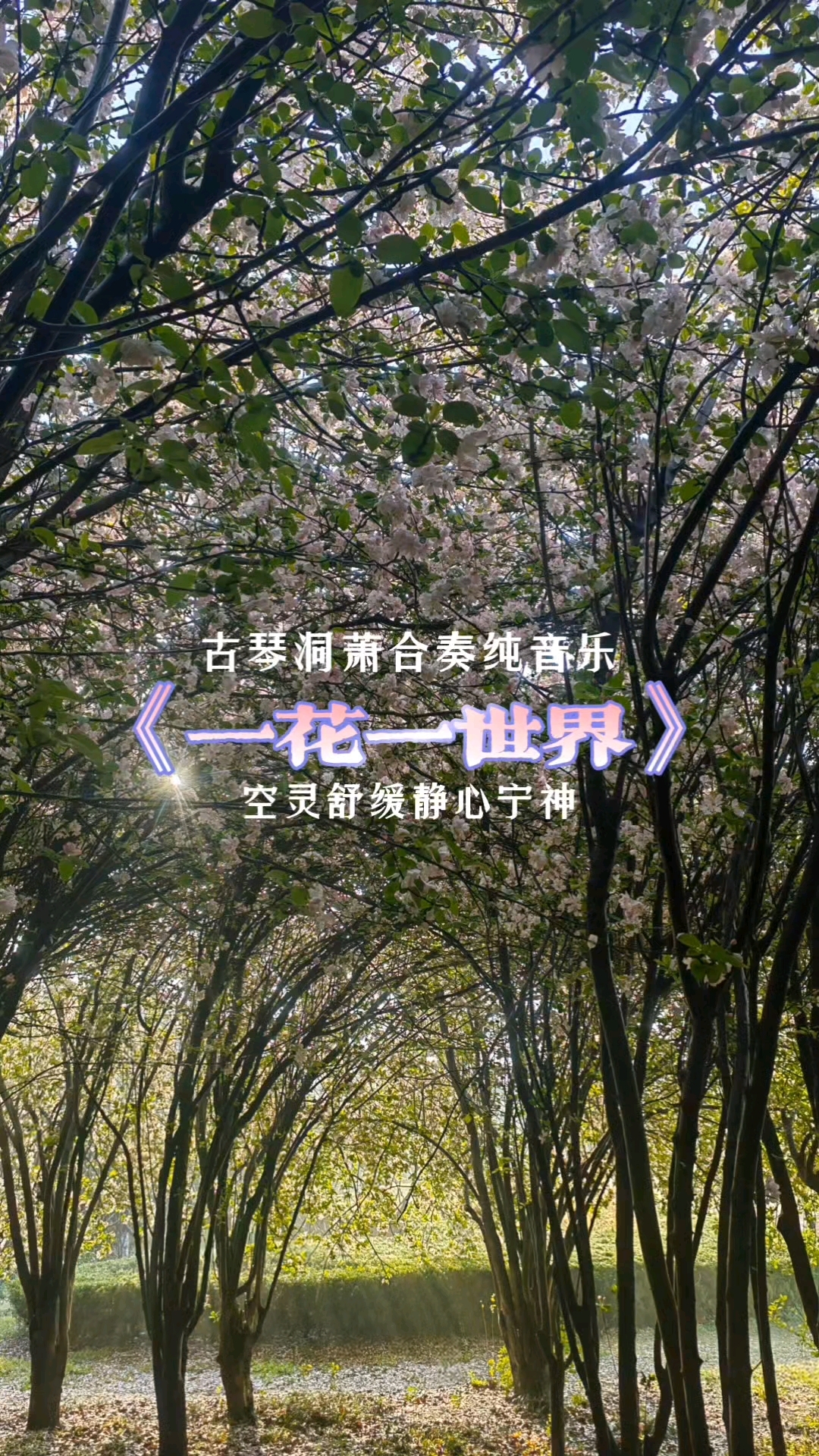 古琴洞萧纯音乐《一花一世界》#琴箫合奏纯音乐#一花一世界#海棠花# #静心宁神好音乐#音乐