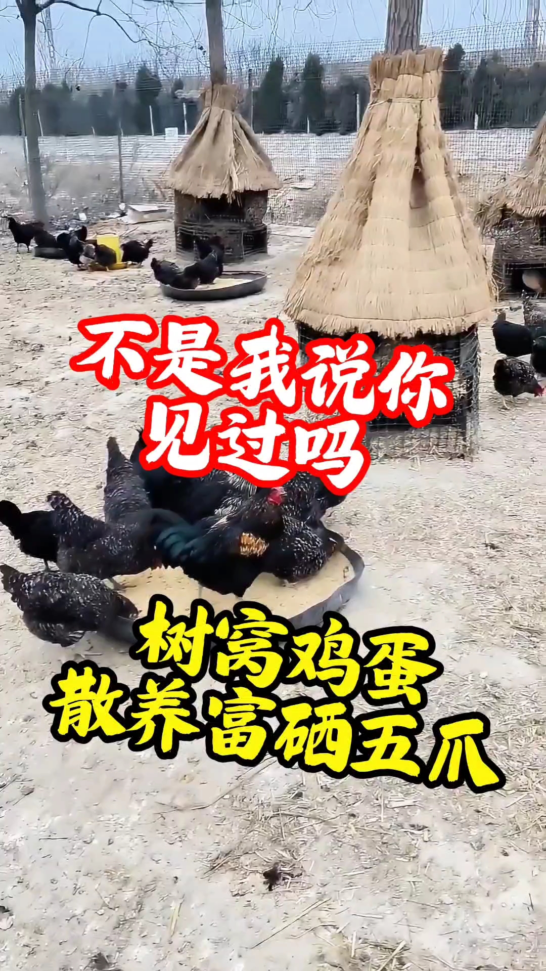 不是我说你,见过这么散养富硒五爪鸡下蛋吗? #农村生活日常 #记录农村生活 #树窝鸡蛋
