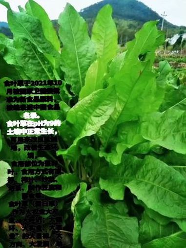 纯天然绿色蔬菜