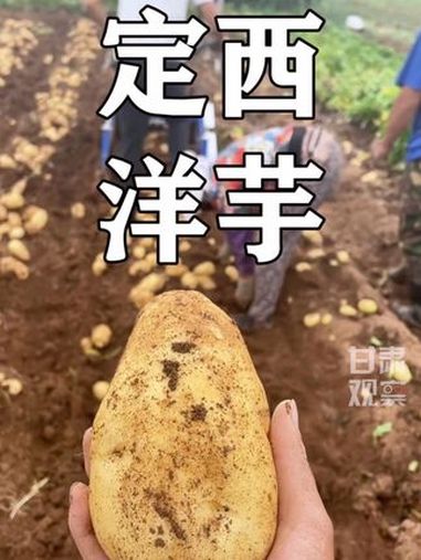 定西有三宝,土豆洋芋马铃薯,一颗洋芋蛋撑起了西北人的平凡和坚毅定西洋芋会保佑在外的每一个甘