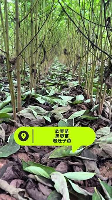 软枣苗 君迁子苗 黑枣苗 嫁接柿子苗占木 柿子实生苗