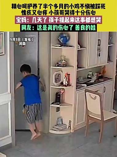 9月1日(发布)河南,来源@木工何师傅,精心呵护养了半个多月的小鸡不慎被踩死,愧疚又心疼,