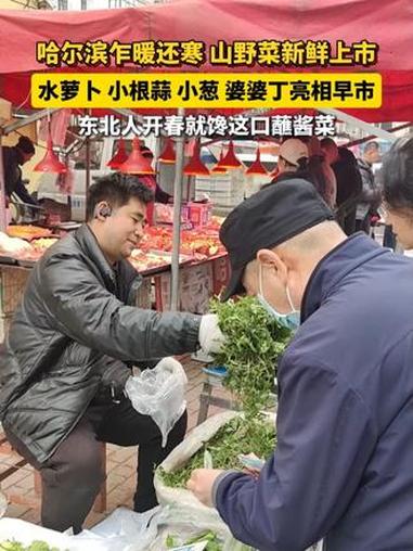 哈尔滨乍暖还寒 山野菜新鲜上市，水萝卜、小根蒜、小葱、婆婆丁亮相早市，东北人开春就馋这口蘸