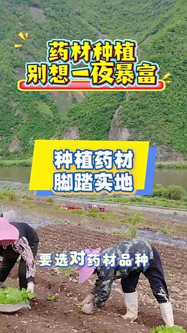 药材种植别想一夜暴富;药材种植,行情、品种、管理一个都不能少,选择好适合当地的品种,做好种