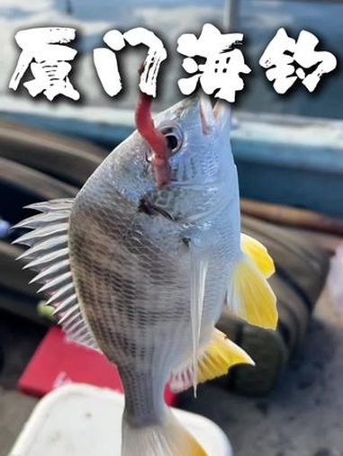 这个季节厦门海钓到底能不能钓到鱼?做好打龟的心理准备出来碰碰运气。厦门海钓 海钓 海钓船钓