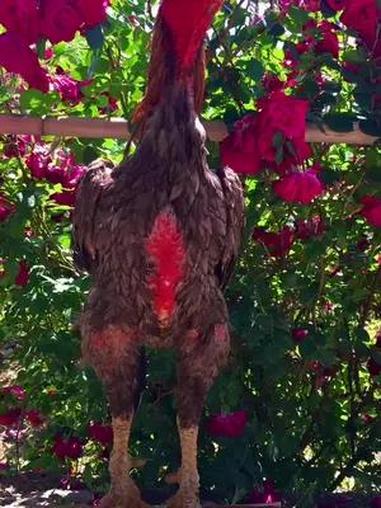 公鸡中的战斗机 斗鸡爱好者 高质量斗鸡 网红公鸡