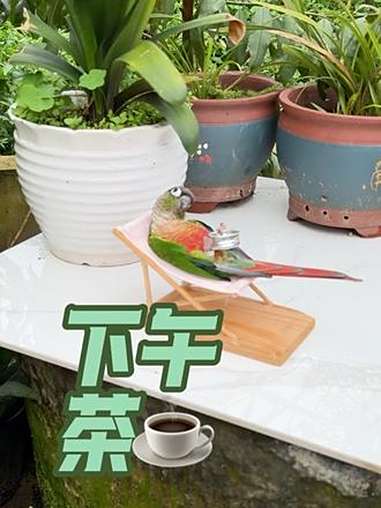 来一个下午茶就这奇特的表情 鹦鹉吃东西的视频 鹦鹉躺椅 萌宠出道计划 鹦鹉鹦鹉萌萌哒逗鹦鹉