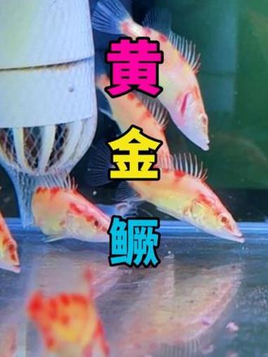 鳜鱼真的很适合作为观赏鱼饲养 #鳜鱼 #黄金鳜鱼 #变异鳜鱼 #养鳜鱼 #黄化鳜鱼
