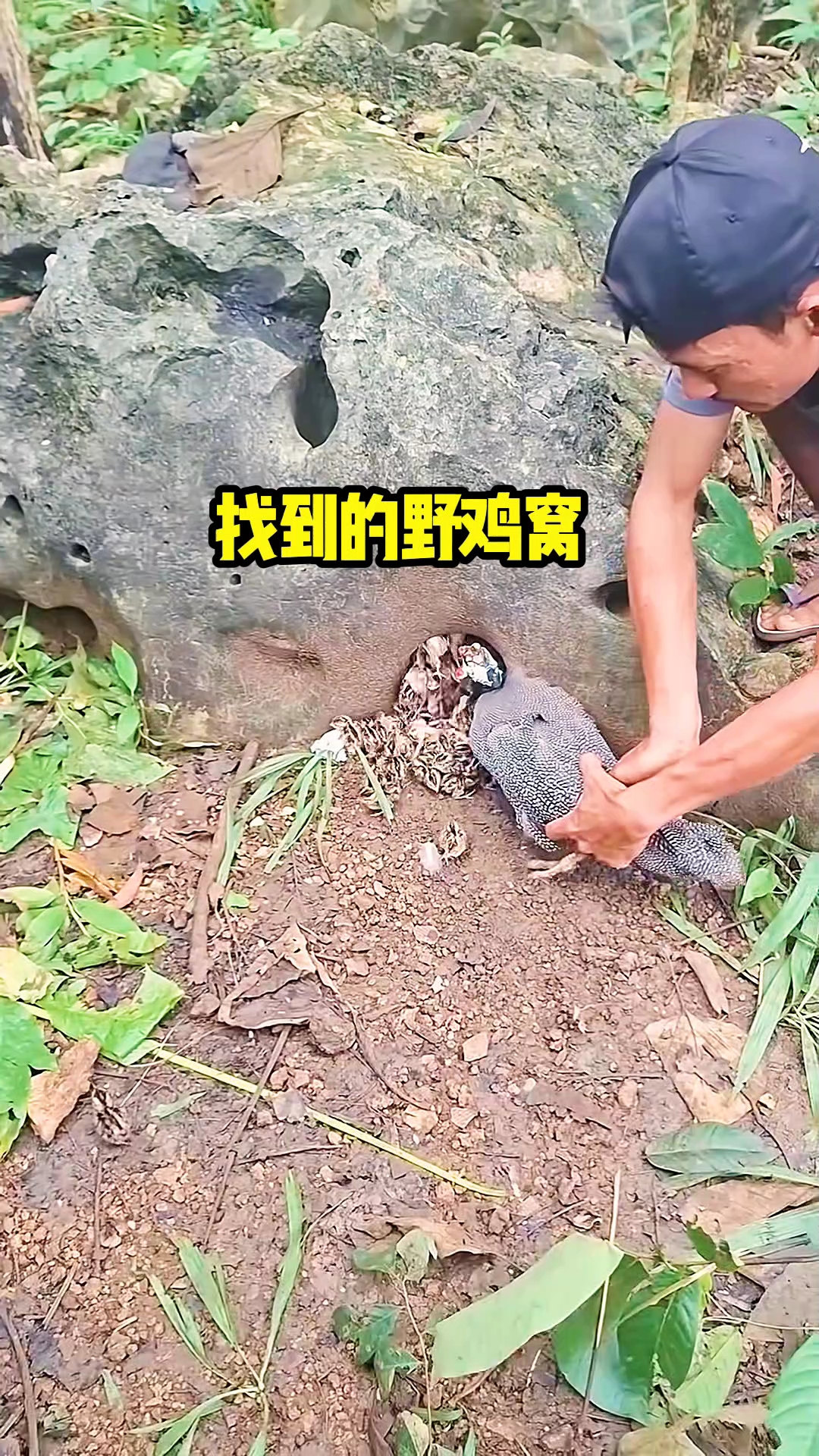 找到的野鸡窝
