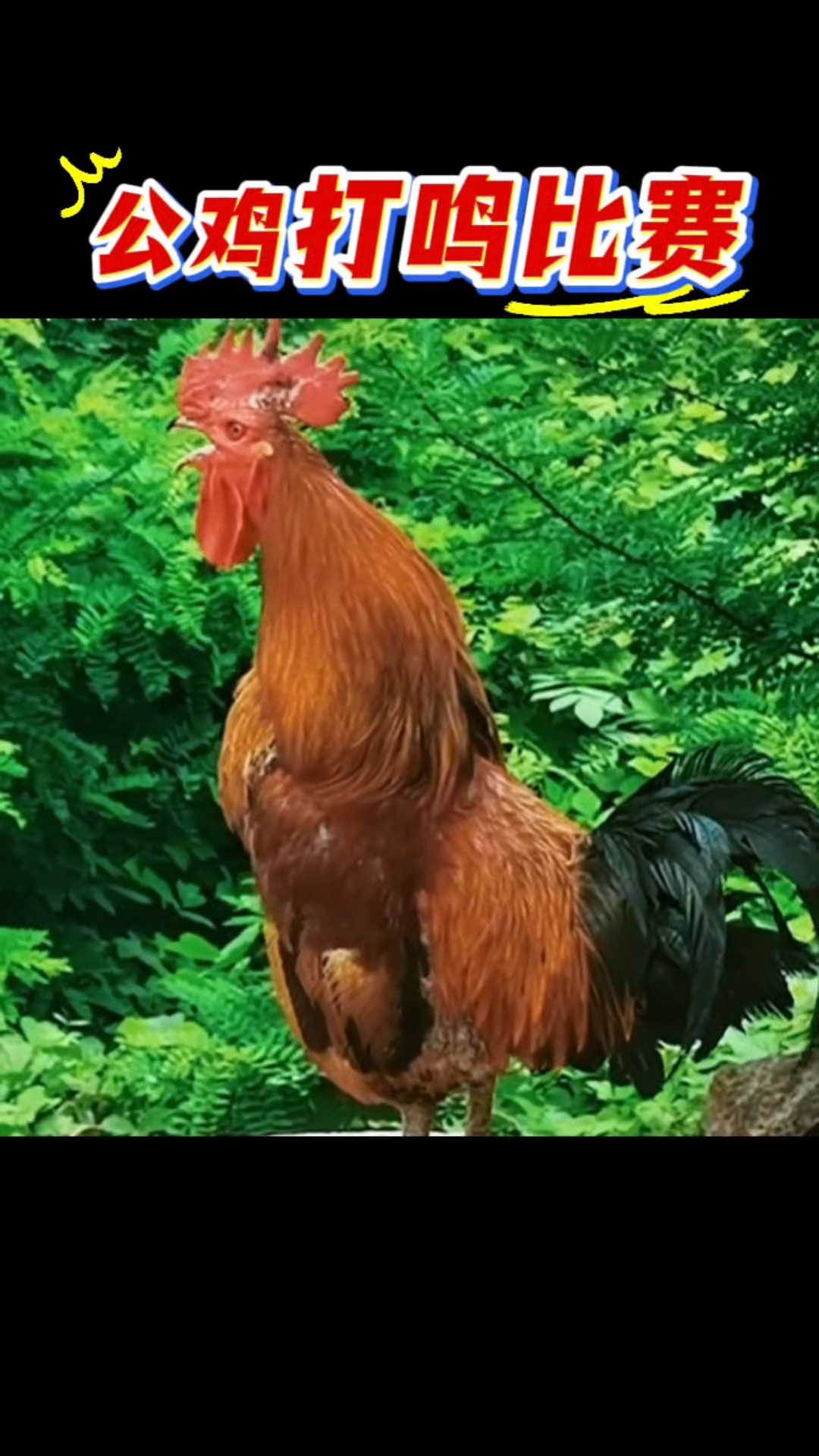 #公鸡打鸣