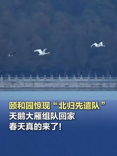 「颐和园惊现北归先遣队 天鹅大雁组队回家!春天真的来了」随着近日气温回升冰消雪融,白天鹅开