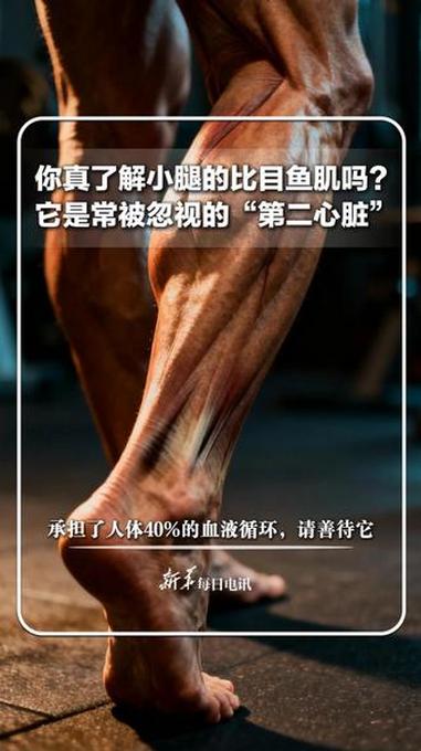 每日健康|你真了解小腿的比目鱼肌吗?它是常被忽视的“第二心脏” 承担了人体40%的血液循环