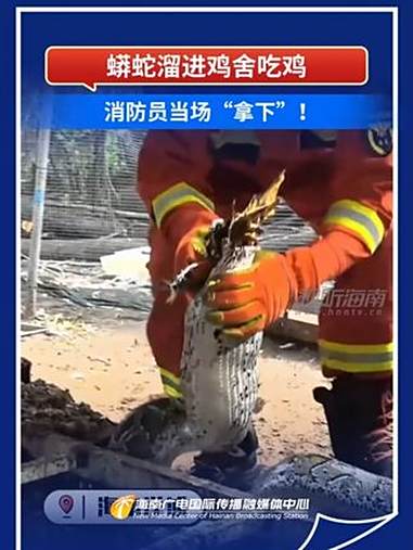 蟒蛇溜进鸡舍吃鸡,消防员当场“拿下”!(来源:@海南消防)海南 蓝朋友 野生动物