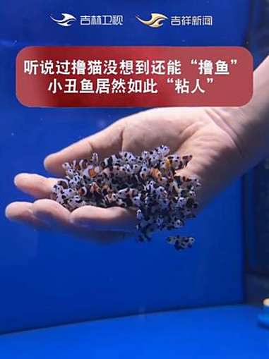 听说过撸猫没想到还能“撸鱼”，小丑鱼居然如此“粘人”