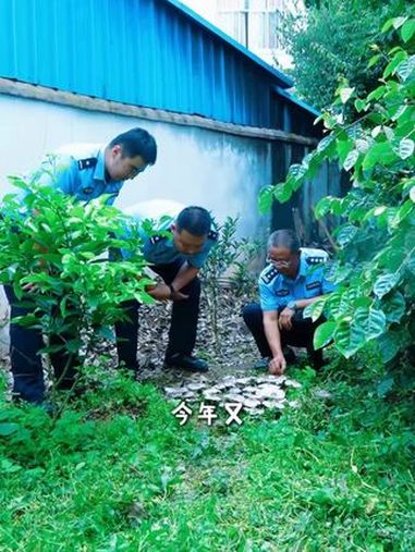 捡菌的快乐蔓延到派出所了！这窝鸡枞“驻所”36年，吃不完根本吃不完！@云南警方