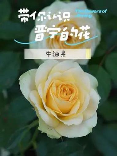 带你认识晋宁的花——牛油果 有一种叫云南的生活 民生关注 我家晋宁美