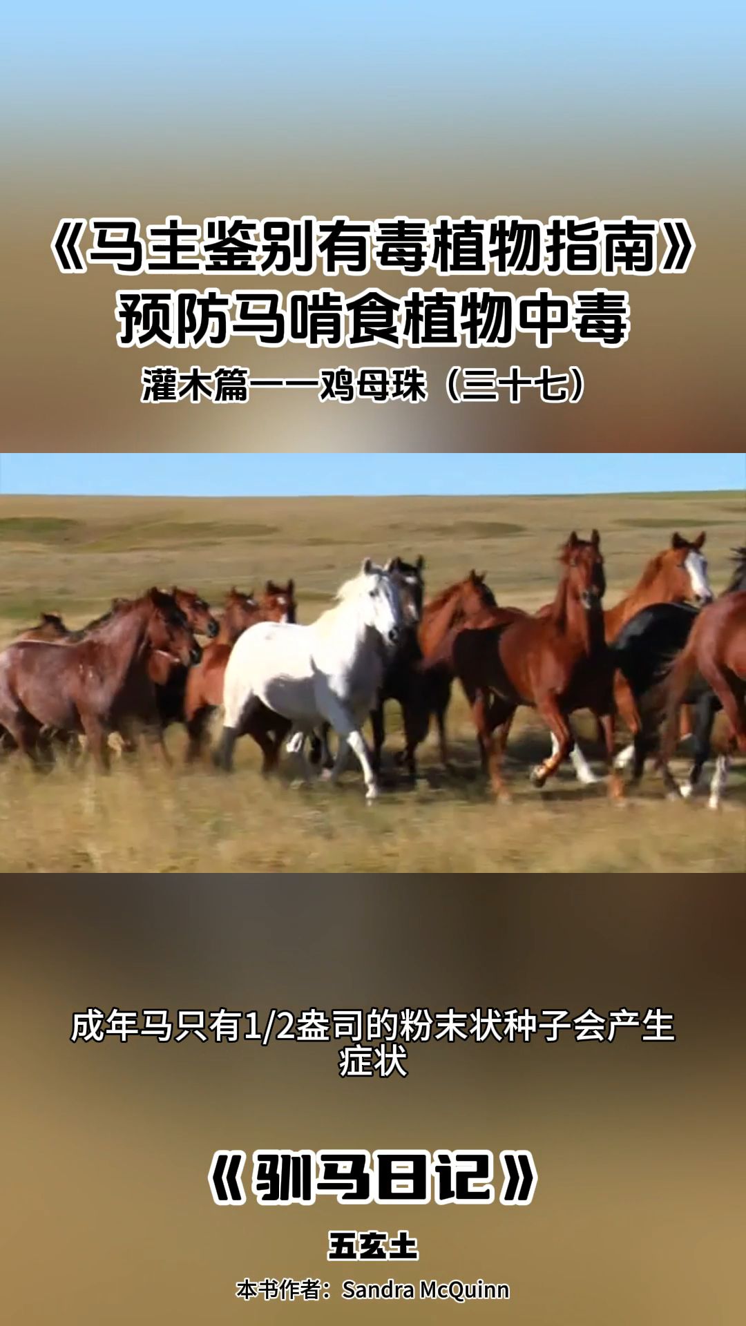 灌木篇一一鸡母珠(三十七)