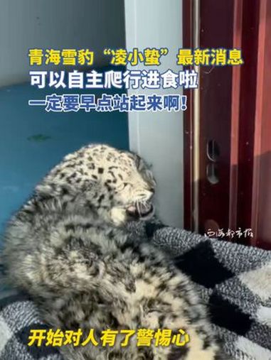 青海雪豹 “凌小蛰”最新消息,可以自主爬行进食啦,一定要早点站起来啊!