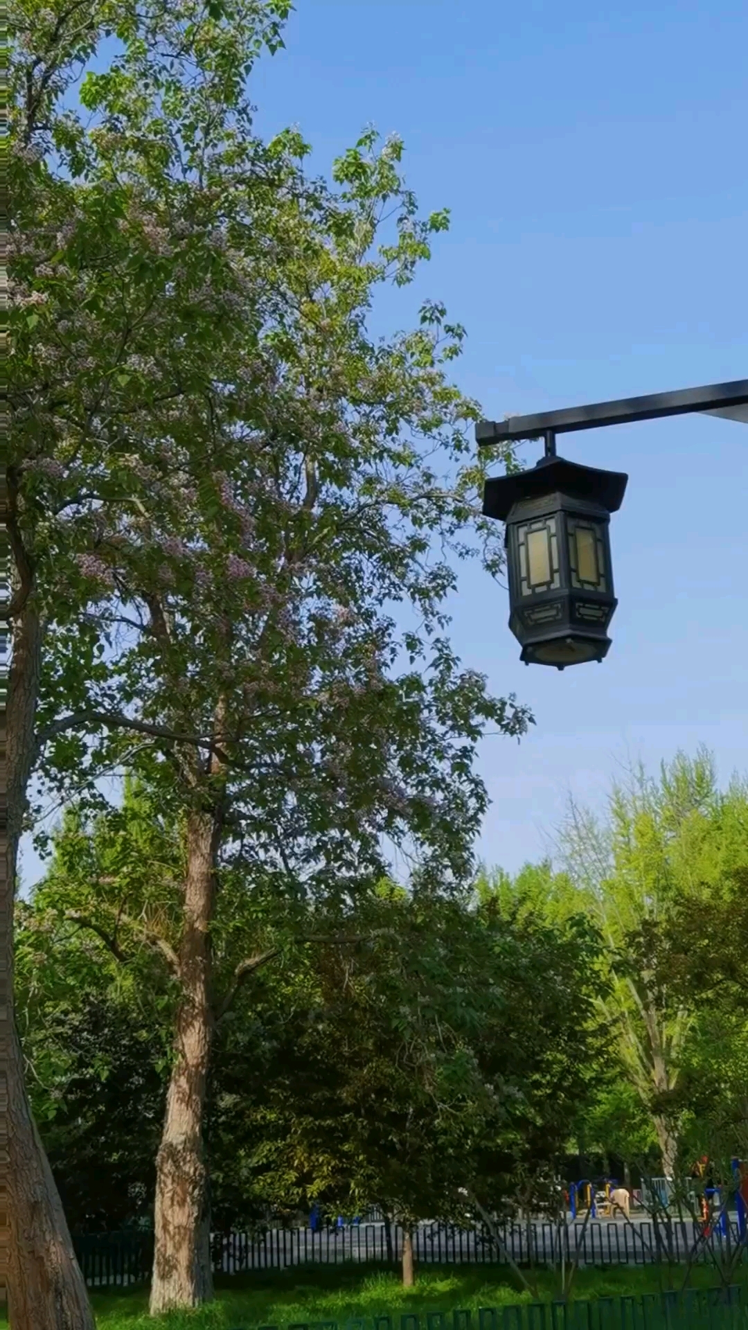 手机随拍#记录美好 陶然亭公园的鹅掌楸树和楸树开花。