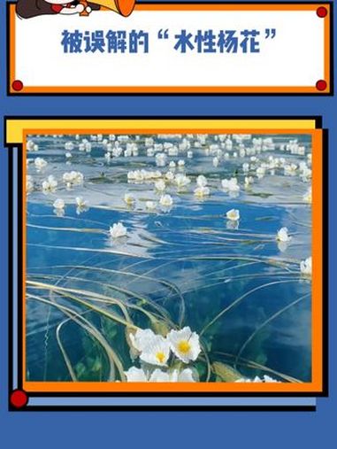 被误解的“水性杨花|” 水性杨花又叫海菜花 水性杨花 万万没想到