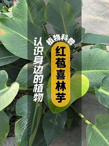 红苞喜林芋 I 植物科普 红苞喜林芋是天南星科喜林芋属植物倚树攀生型植物，草质藤本，分枝节
