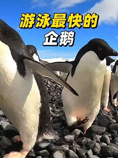 世界上游泳最快的企鹅!神奇动物在抖音 科普 企鹅 海豹 海洋生物