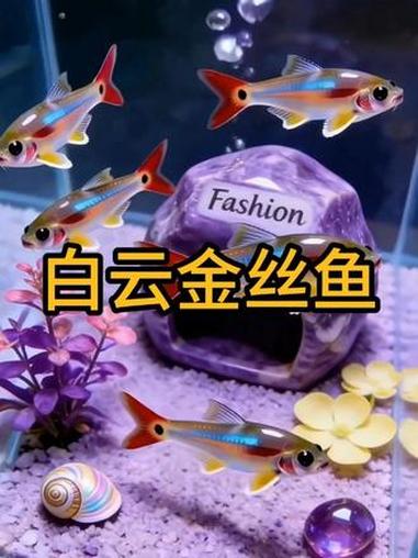 #白云金丝鱼 #鱼缸造景 #养鱼日记 #冷水观赏鱼 #水族